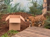 Nie żyje tygrys Maximus z ZOO pod Człuchowem - jeden z kotów uratowanych na granicy