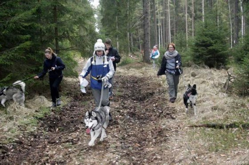 Czwarta edycja dogtrekkingu