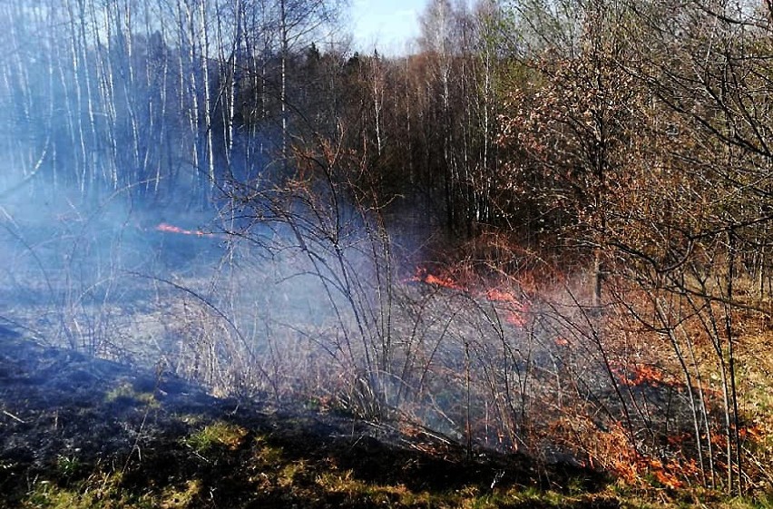 Barcice. Strażacy już gaszą wypalane trawy. Nastała wiosenna aura [ZDJĘCIA]