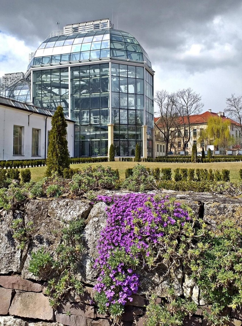 Kraków. Ogród Botaniczny rozkwita na wiosnę. Jest coraz piękniej [ZDJĘCIA]