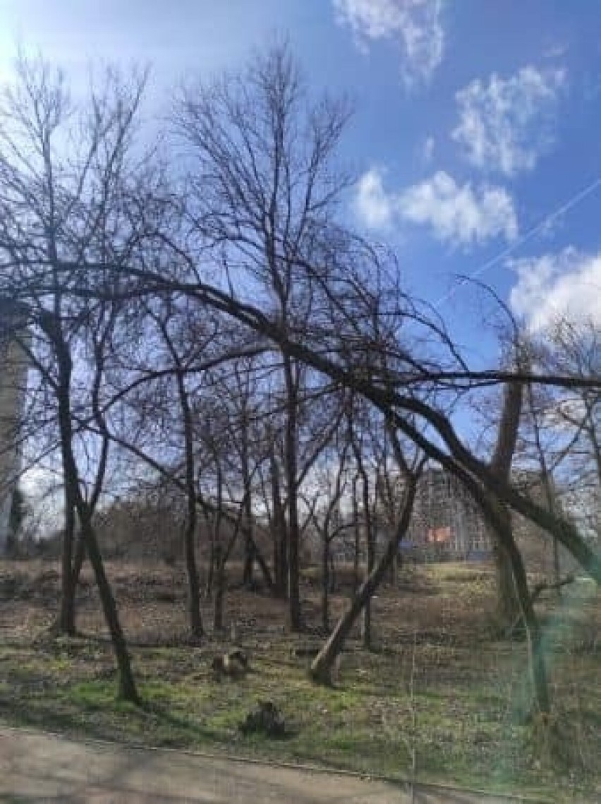 Wichury zniszczyły drzewa również w Krakowie. Szczególnie ucierpiał jeden park