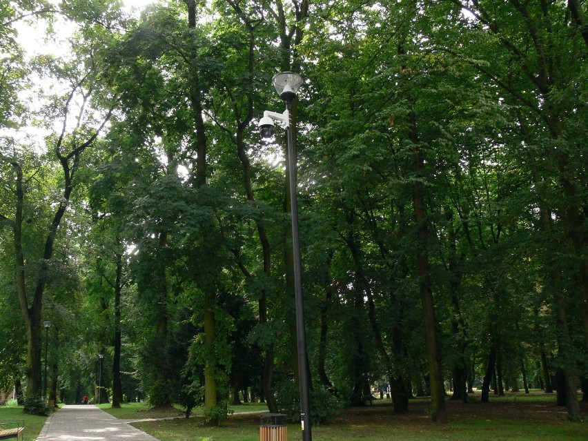 Trwa płoszenie gawronów w Parku Miejskim w Sandomierzu. Odgłosy drapieżnych ptaków słychać w koronie drzew 