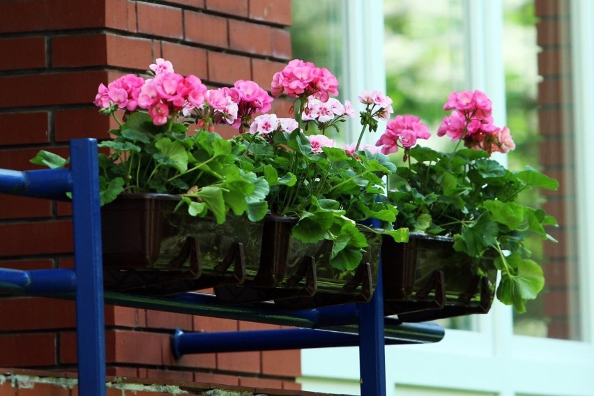Radomsko ogłasza konkurs „Mój dom cały w kwiatach”. Masz ogród lub ukwiecony balkon?