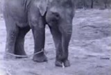 Warszawskie ZOO pokazało film z 1939 r. "Absolutna perła wśród materiałów archiwalnych" [WIDEO]