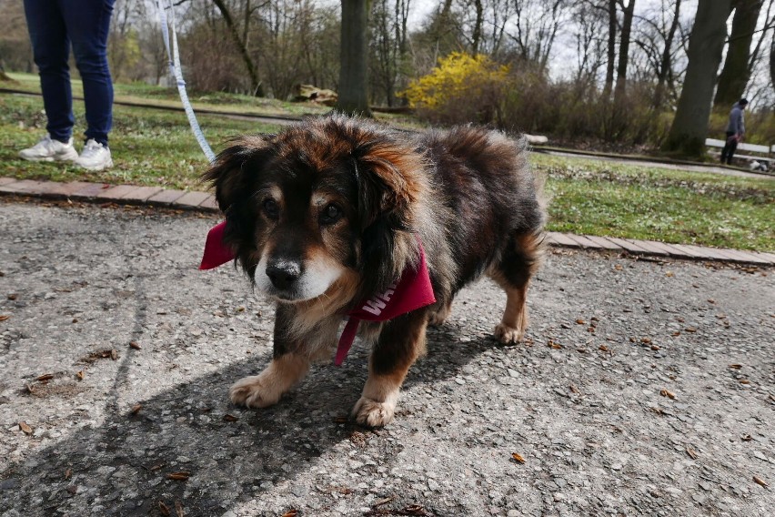 Adoptuj Warszawiaka. W Parku Skaryszewskim odbyło się kolejne spotkanie z psami ze Schroniska na Paluchu 