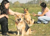 Wrocław: W schronisku nie pozwalają na spacery z psami