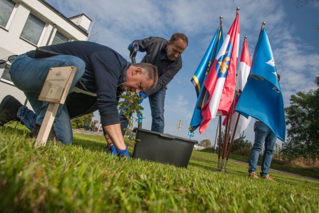 W Pucku posadzono 100 drzew na 100-lecie Zaślubin Polski  Morzem