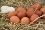 Uwaga, jajka skażone salmonellą! Główny Inspektorat Sanitarny ostrzega. Sprawdźcie, czy ich nie kupiliście