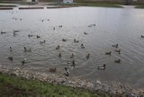Na nowym zbiorniku retencyjnym na osiedlu nad Potokiem w Radomiu pojawiło się mnóstwo kaczek. Zobacz zdjęcia