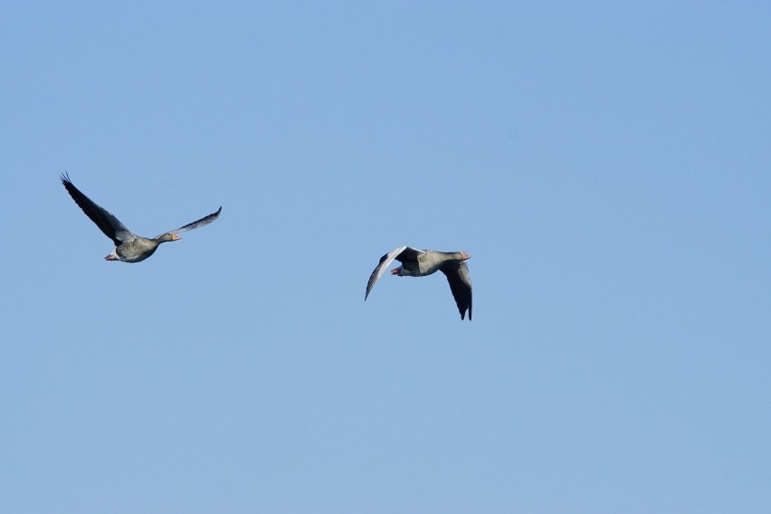 Ornitolodzy policzyli ptaki bytujące na jeziorze Wigry 28.04.2020. Wzrosła liczba kormoranów