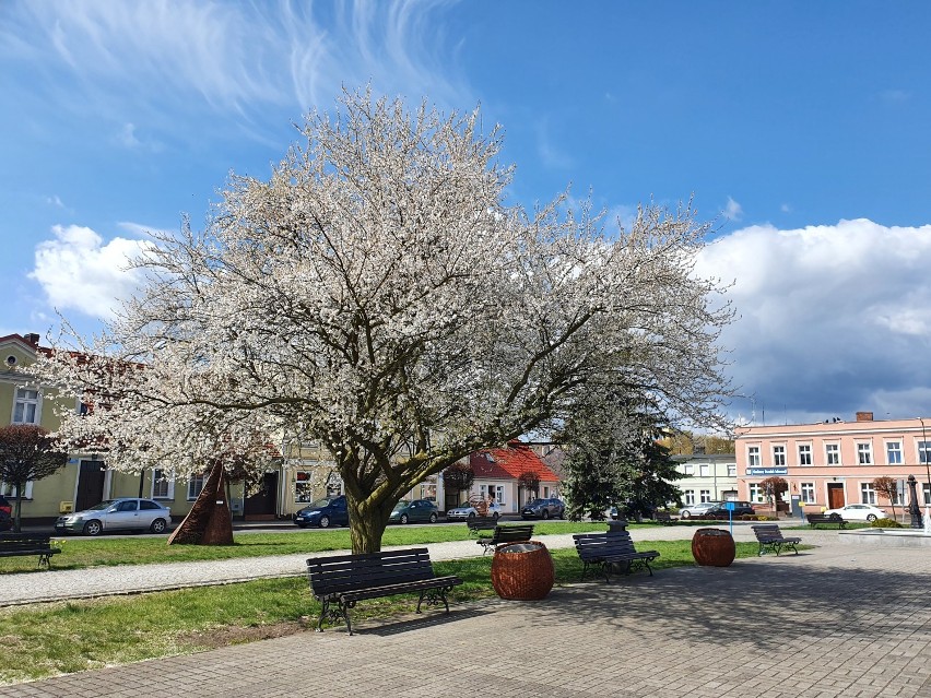 Nowy Tomyśl. Mamy piękną wiosnę! W mieście zakwitły drzewa oraz krzewy!