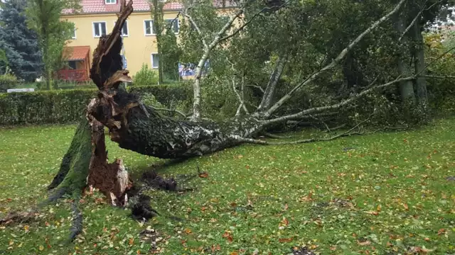 Powalona brzoza w szczecineckim parku