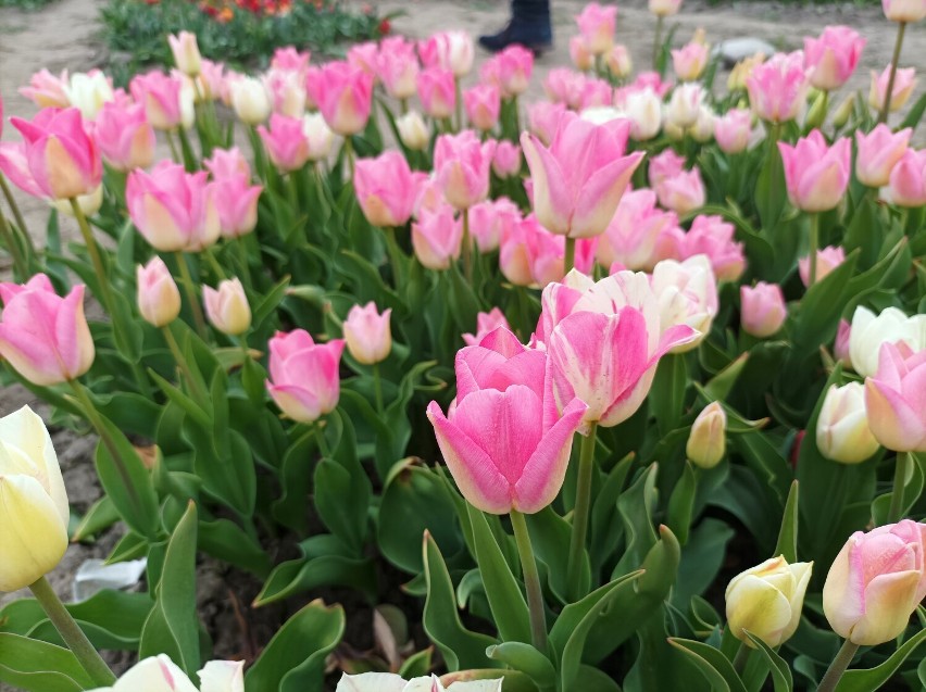 Zakwitły tulipany. Można oglądać i zakupić kwiaty- tulipanowy ogród w Cedrach Wielkich