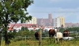 Zobacz Malbork na Instagramie. Piękne zdjęcia, którymi dzielą się internauci. Tak widzą i fotografują zamek i miasto