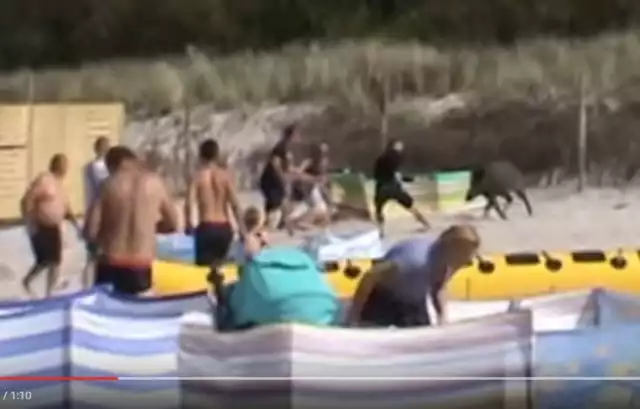 Dzik na plaży w Karwi zaatakował ludzi