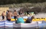 Dzik na plaży w Karwi zaatakował ludzi. Zwierzę rzuciło się na plażowiczów | ZDJĘCIA, WIDEO