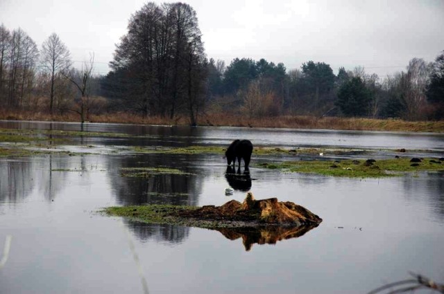 Gwda wylała. Pila, 2018