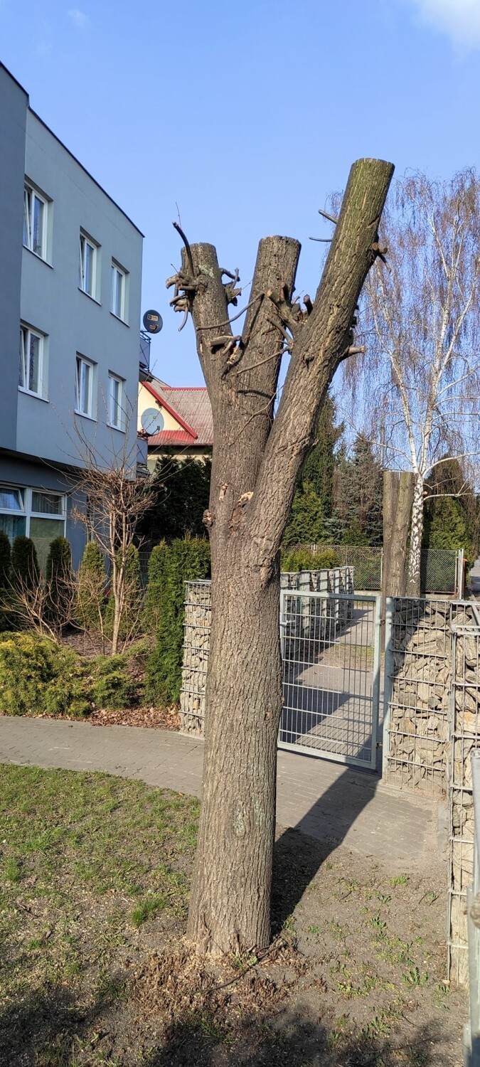 Siedem drzew przy ul. Świstucha w Aleksandrowie Kujawskim,...