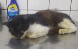 Lotos to kot znaleziony w fatalnym stanie na stacji paliw w Pińczowie. Można mu pomóc, trwa licytacja 