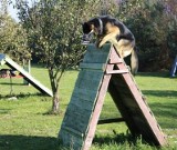 Kutnowscy przewodnicy psów z Komendy Powiatowej Policji w Kutnie wyróżnieni