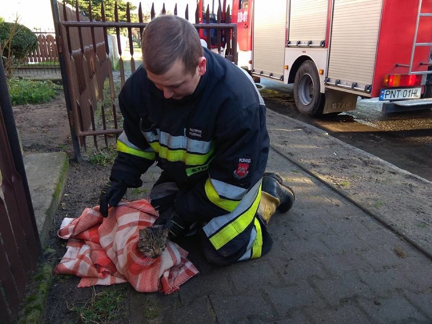 Głuponie: Mieszkańcy i strażacy uratowali kota