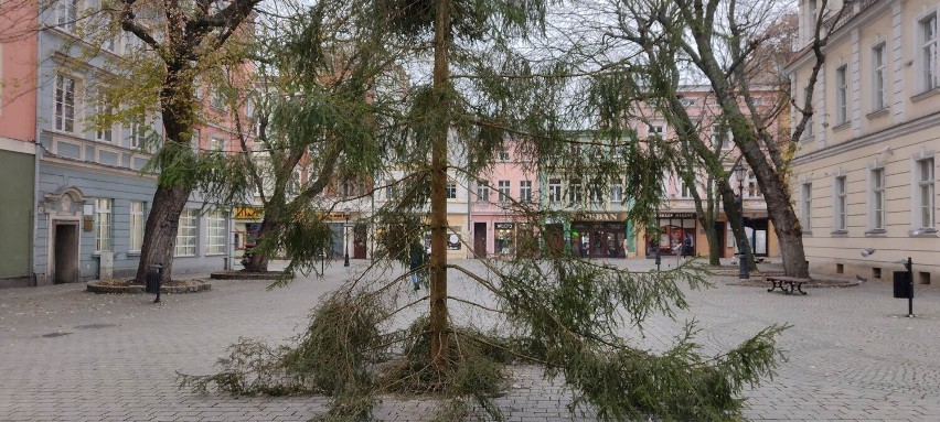 Na deptaku w Zielonej Górze stanął 25 - letni świerk....