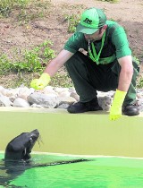 Chorzów: Niedźwiedzie polarne, foki i pingwiny w zoo. Będzie nowy pawilon