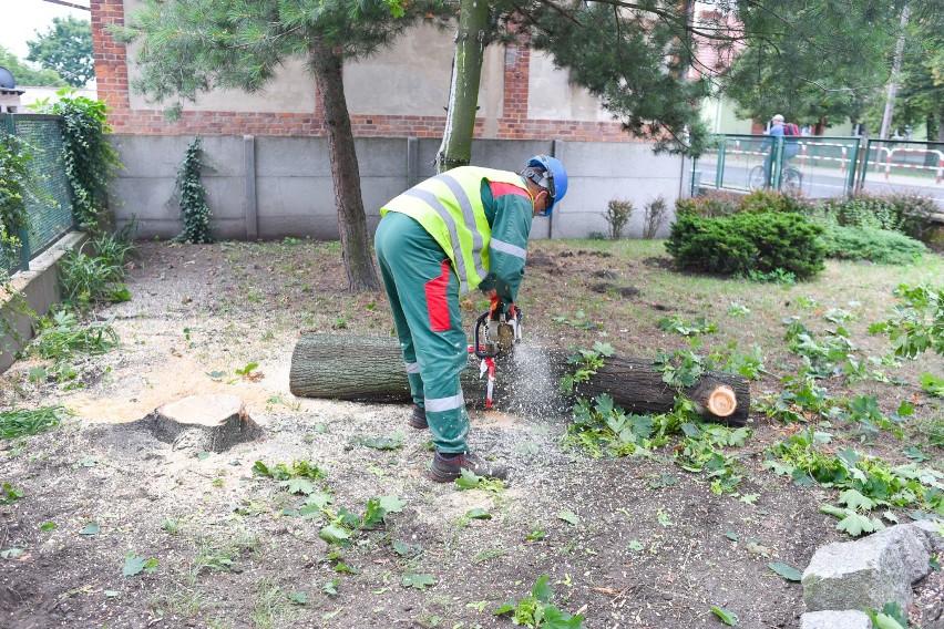 Ostre cięcie w Zespole Szkół Budowlanych, kilkanaście drzew pod piły
