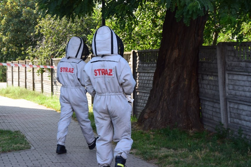 Osy, pszczoły i szerszenie. Strażacy nie wyjeżdżają do akcji związanych z owadami błonkoskrzydłymi już tak często jak kiedyś 