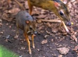 Myszojeleń ma imię! Łodzianie wybrali imię dla młodego kanczyla z łódzkiego zoo