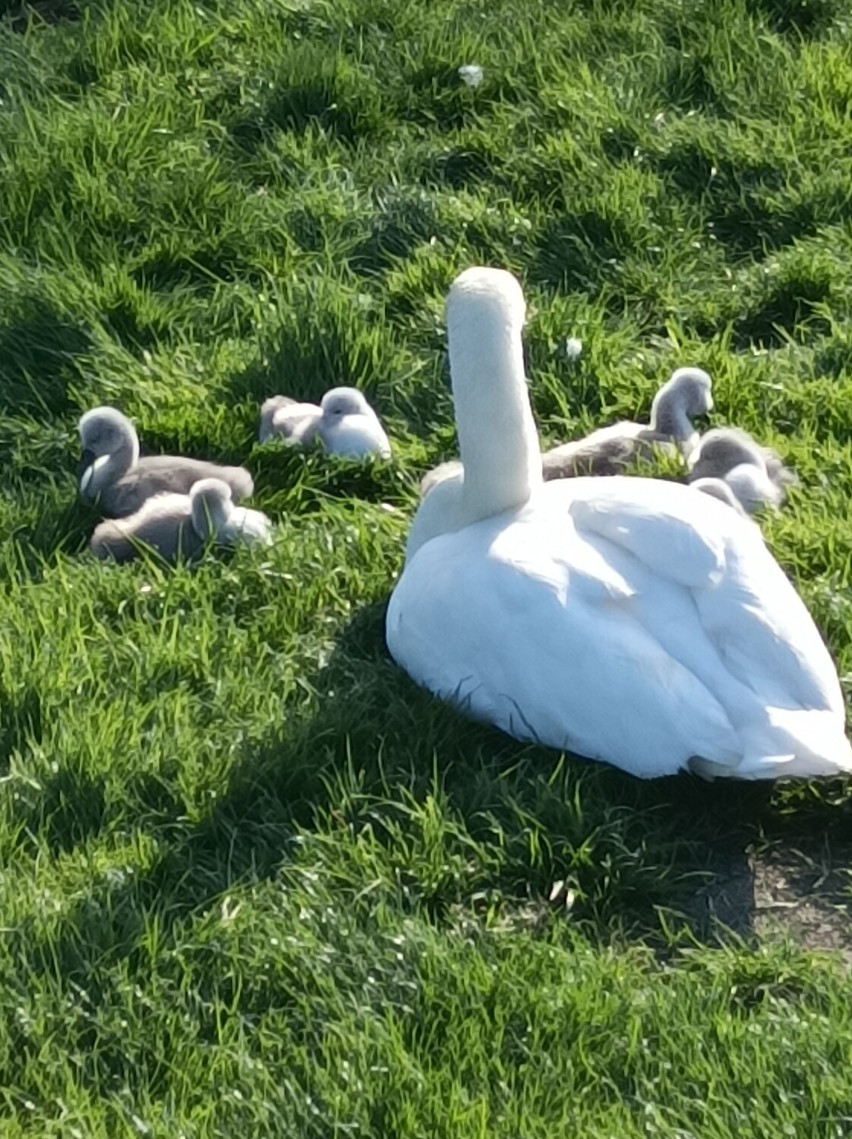 Centrum Edukacji Przyrodniczej - ZOO Lubin, zaprasza do...