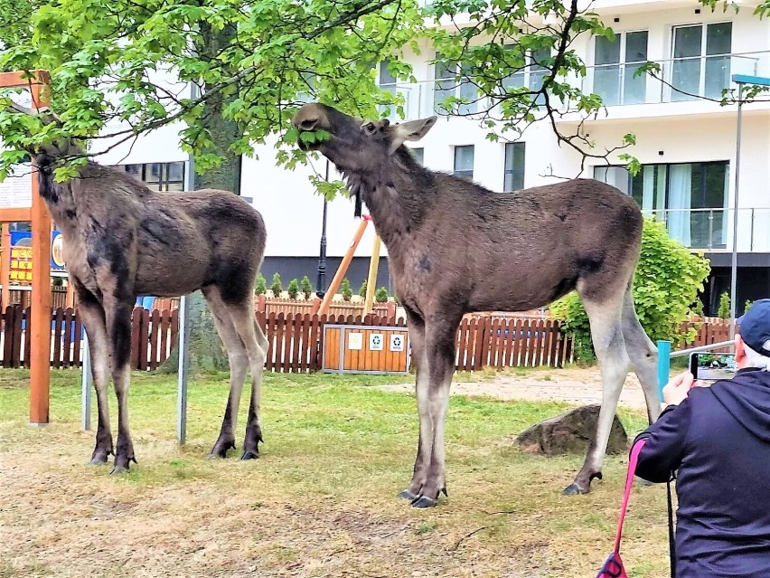 Łosie nad Bałtykiem w polskim Dubaju