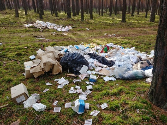 Odpady medyczne w jednym z zielonogórskich lasów.