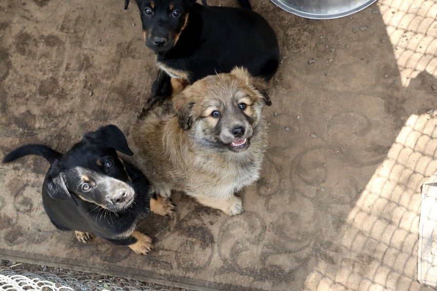 Te pieski czekają na adopcję w legnickim schronisku, zobaczcie ich aktualne zdjęcia