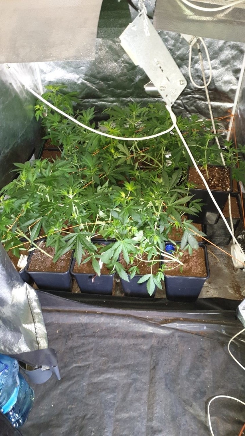 Dwie szafy pełne narkotykowych roślin w mieszkaniu 19-latka w Ostrowcu [ZDJĘCIA]