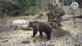 Babia Góra. Fotopułapka przyłapała przechadzającego się niedźwiedzia [WIDEO]