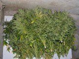 Plantacje marihuany w Nowym Tomyślu. Trzech mężczyzn zatrzymanych [ZDJĘCIA, WIDEO]