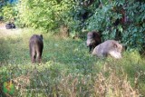 Sześć dzików przeparadowało nad ranem przez bielski plac Ratuszowy. Było groźnie