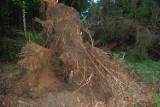 Tornado za Podkomorzycami. Trąba powietrzna powaliła na drogę 30 drzew