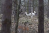 Daniele "albinosy" spotkacie w Borach Dolnośląskich. "Ustrzeliliśmy" kilka z nich. Zdjęcia