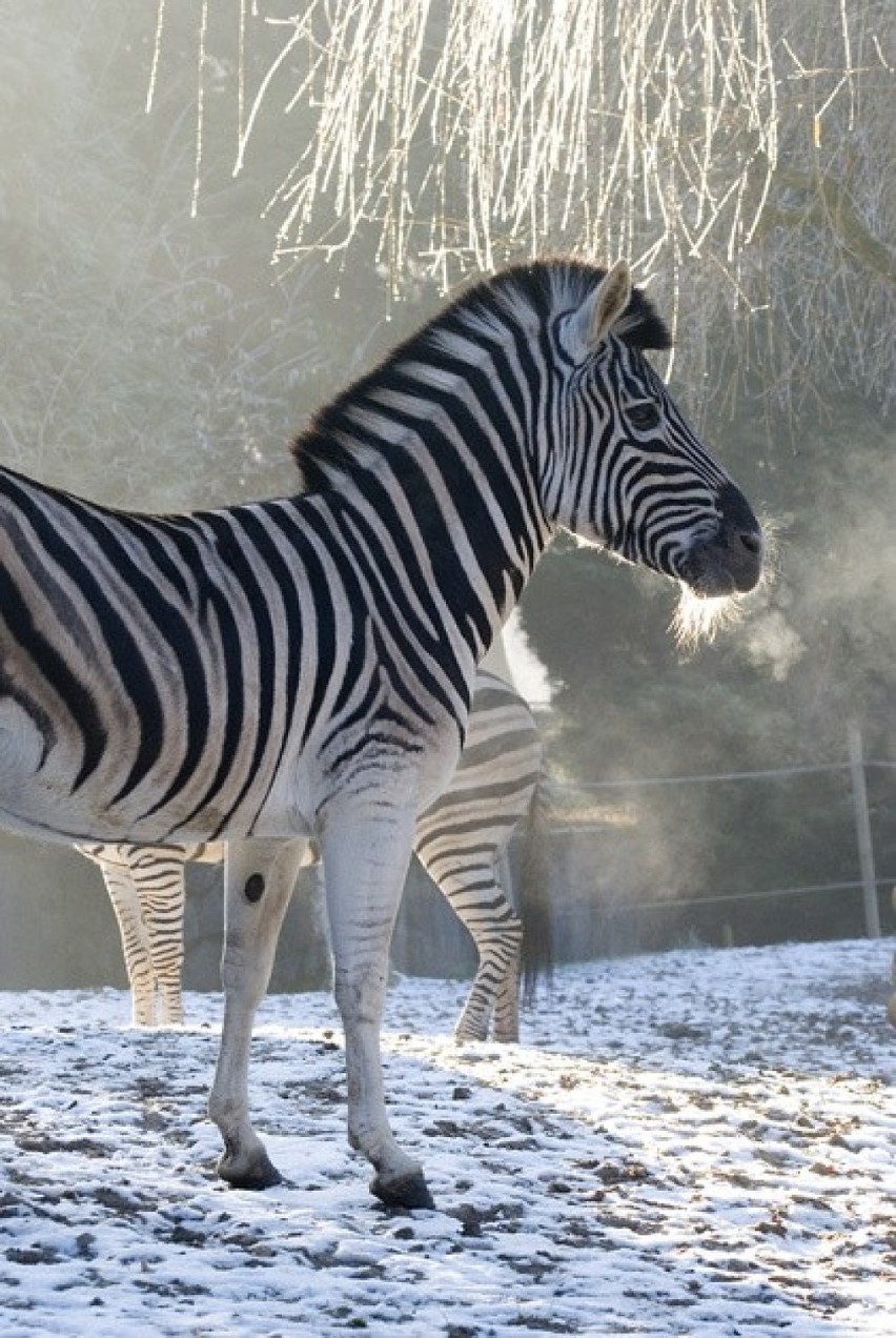 Krakowskie zoo poleca się na zimę. Podkreśla, że dba o reżim...