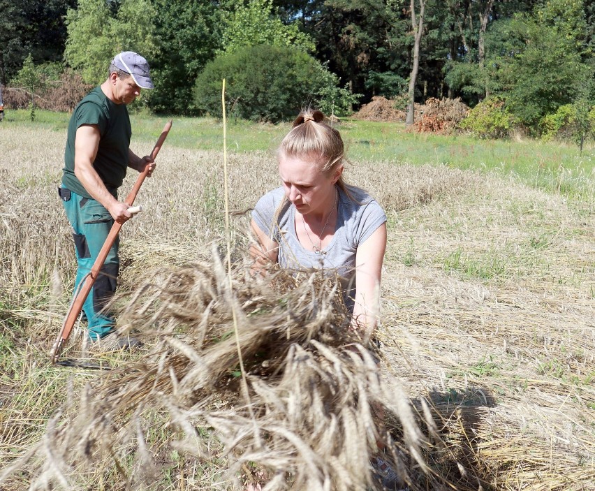 W Ogrodzie Botanicznym w Łodzi skoszono pszenżyto i pszenicę