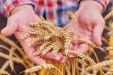 Tona pszenicy warta tydzień w Łebie. Co można kupić za tonę zboża? Przeliczamy na towary i usługi