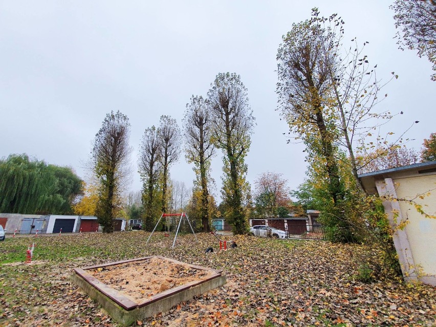 Mieszkańcy Słupska skarżą się na wycinanie drzew w mieście