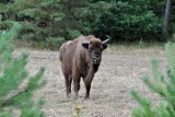 Żubrów przybywa, a mieszkańcy wiejskich terenów boją się coraz bardziej 