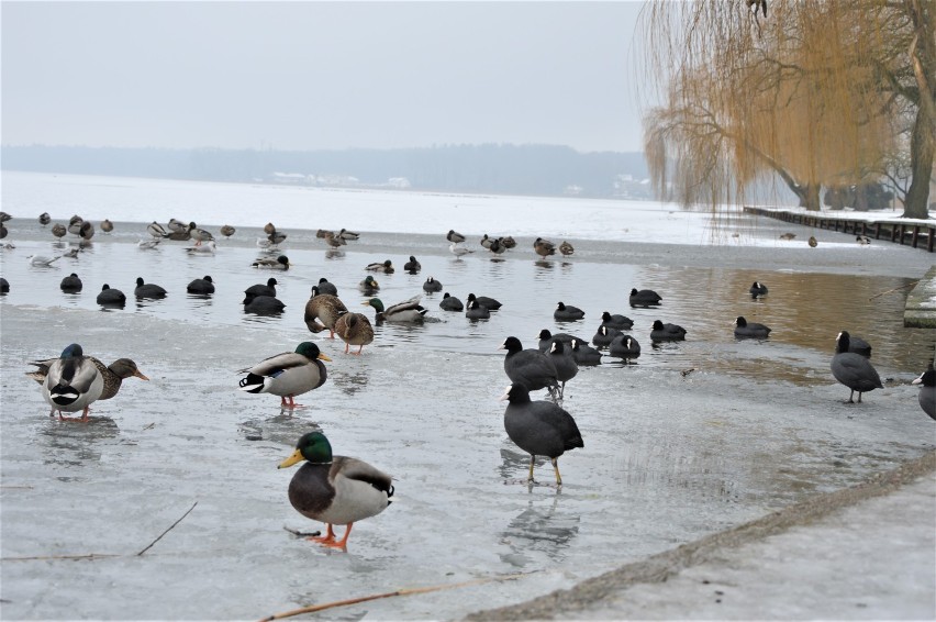 Jezioro ścięte lodem, ptasie sejmiki na tafli. Zimowe klimaty w Nowogardzie