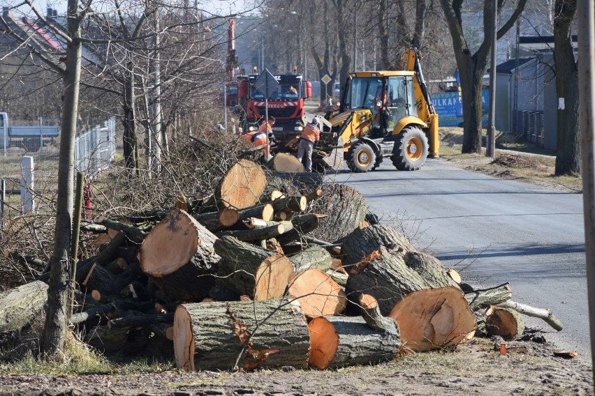 Wycinają drzewa przy remontowanej ulicy Antoniewskiej w Skokach. Do kiedy potrwają prace związane z przebudową wylotówki miasta?