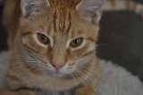 Murowana Goślina: Rudy kot uciekł właścicielom przed wejściem do weterynarza 