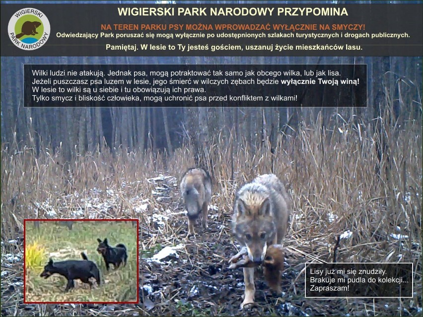 Wigierski Park Narodowy apeluje: do lasu z psem tylko na smyczy. [MEMY]