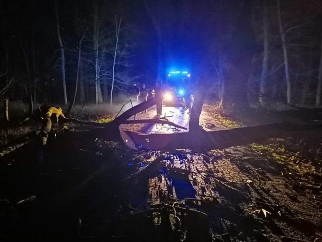 Zdarzenie, w którym wzięli udział strażacy z OSP Trzebiechów. Drzewo przewróciło się kilometr za Trzebiechowem. Do podobnego wiatrołomu doszło w Niedoradzu, gmina Otyń